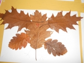 banner banner